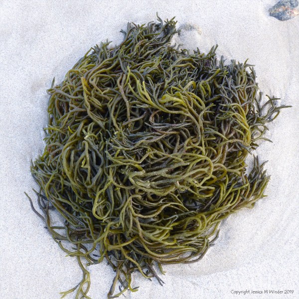 Seaweed freshly washed ashore on a sandy beach
