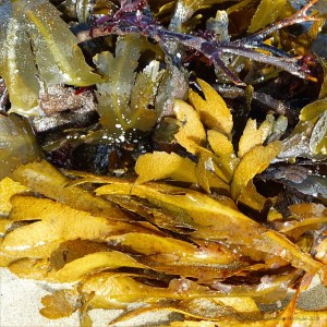 Seaweed freshly washed ashore on a sandy beach