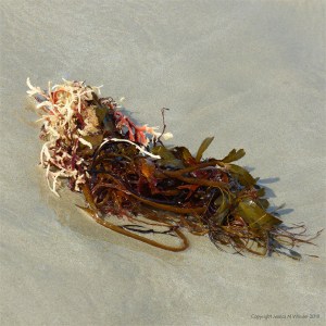 Seaweed freshly washed ashore on a sandy beach