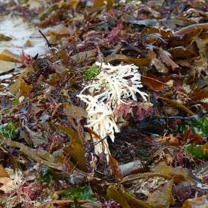 Seaweed freshly washed ashore on a sandy beach