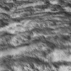Black and white photograph of marram grass on dunes