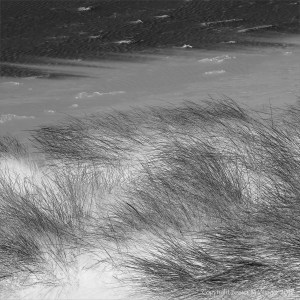 Black and white photograph of marram grass on dunes