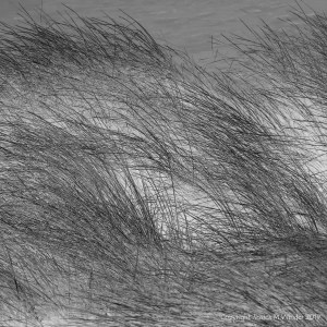 Black and white photograph of marram grass on dunes