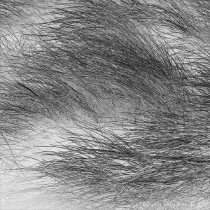 Black and white photograph of marram grass on dunes