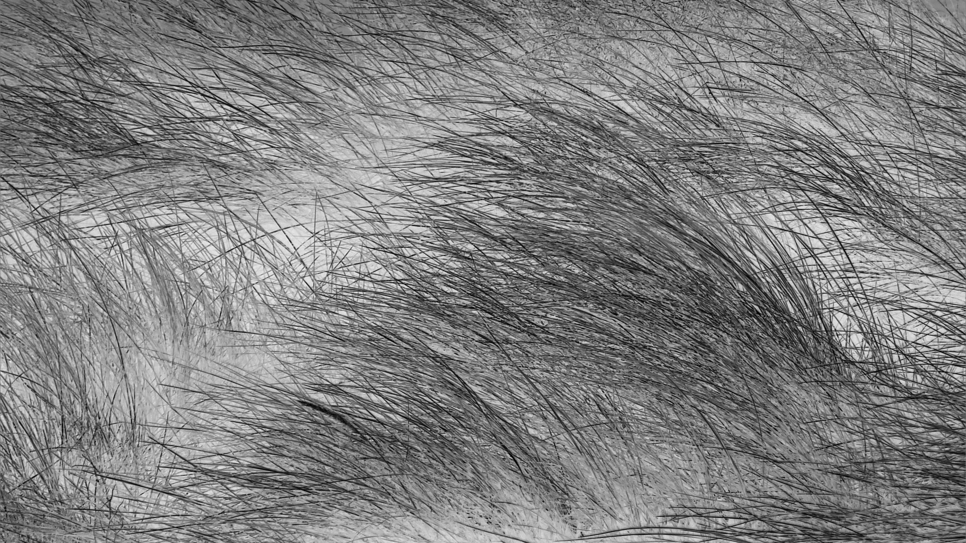 Black and white photograph of marram grass on dunes