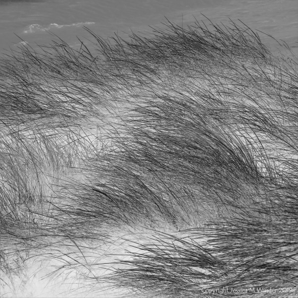 Black and white photograph of marram grass on dunes