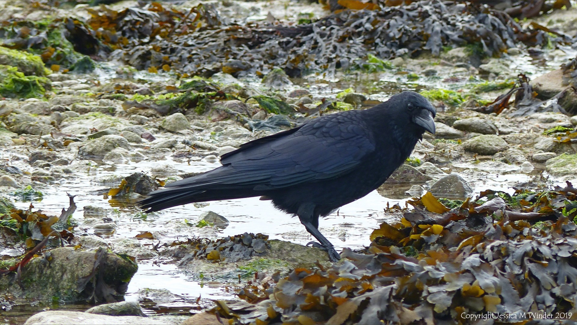 Crow foraging among seaweed on the seashore