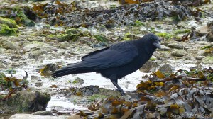 Crow foraging among seaweed on the seashore