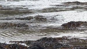 Incoming tide at Longis Bay