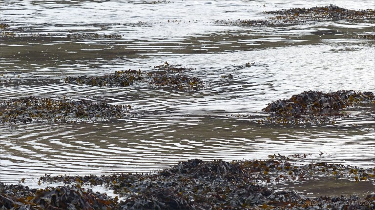 Incoming tide at Longis Bay