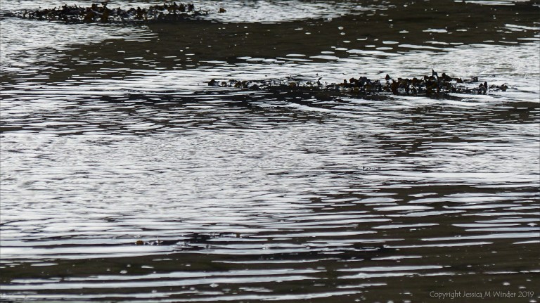 Incoming tide at Longis Bay