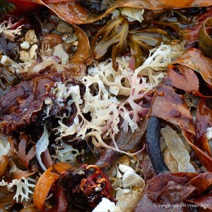 Multicoloured seaweeds on the strandline