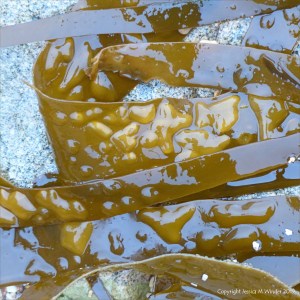 Multicoloured seaweeds on the strandline