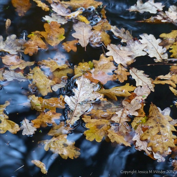 Leaves floating on water