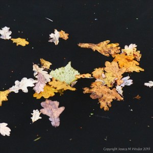 Leaves floating on water