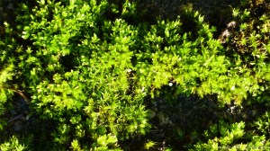 Moss growing on the path