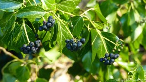 Ivy leaves and berries on a fallen bough