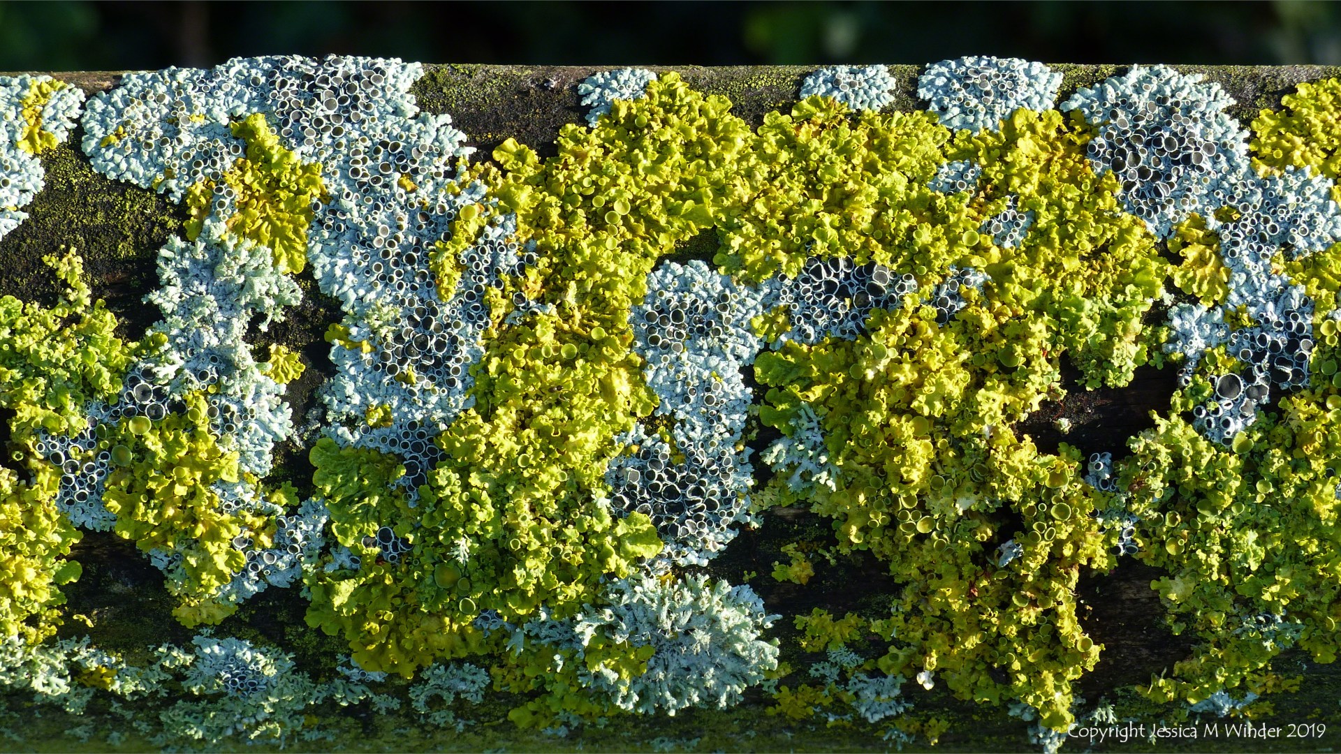 Colonies of lichen on a fence post