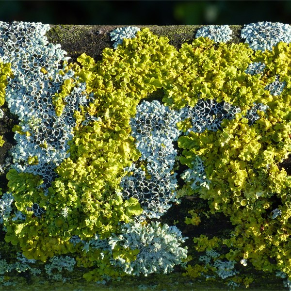 Colonies of lichen on a fence post