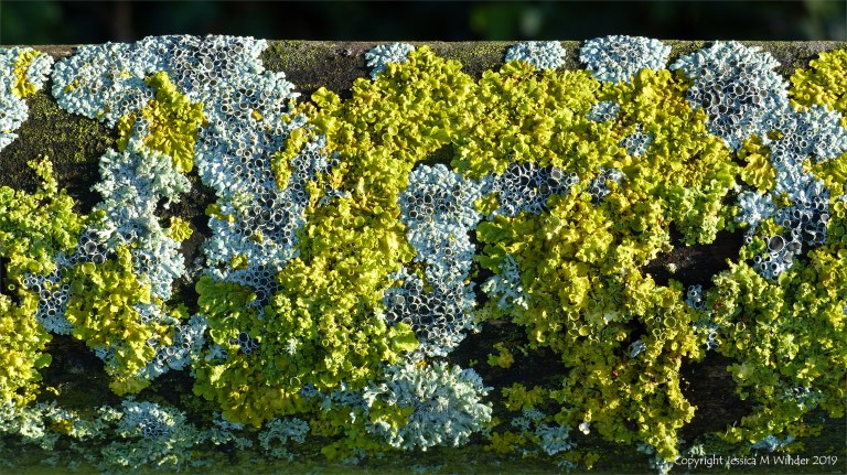 Colonies of lichen on a fence post