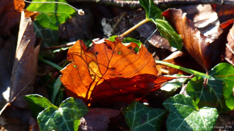 Light shining through a dead leaf