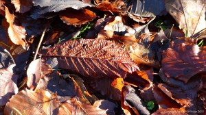 Dead horse chestnut and beech leaves