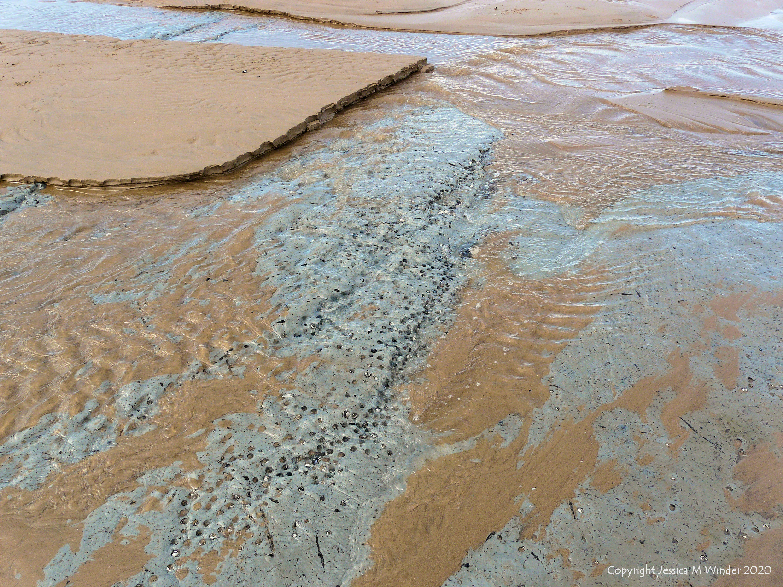 Holes in clay made by seashore creatures