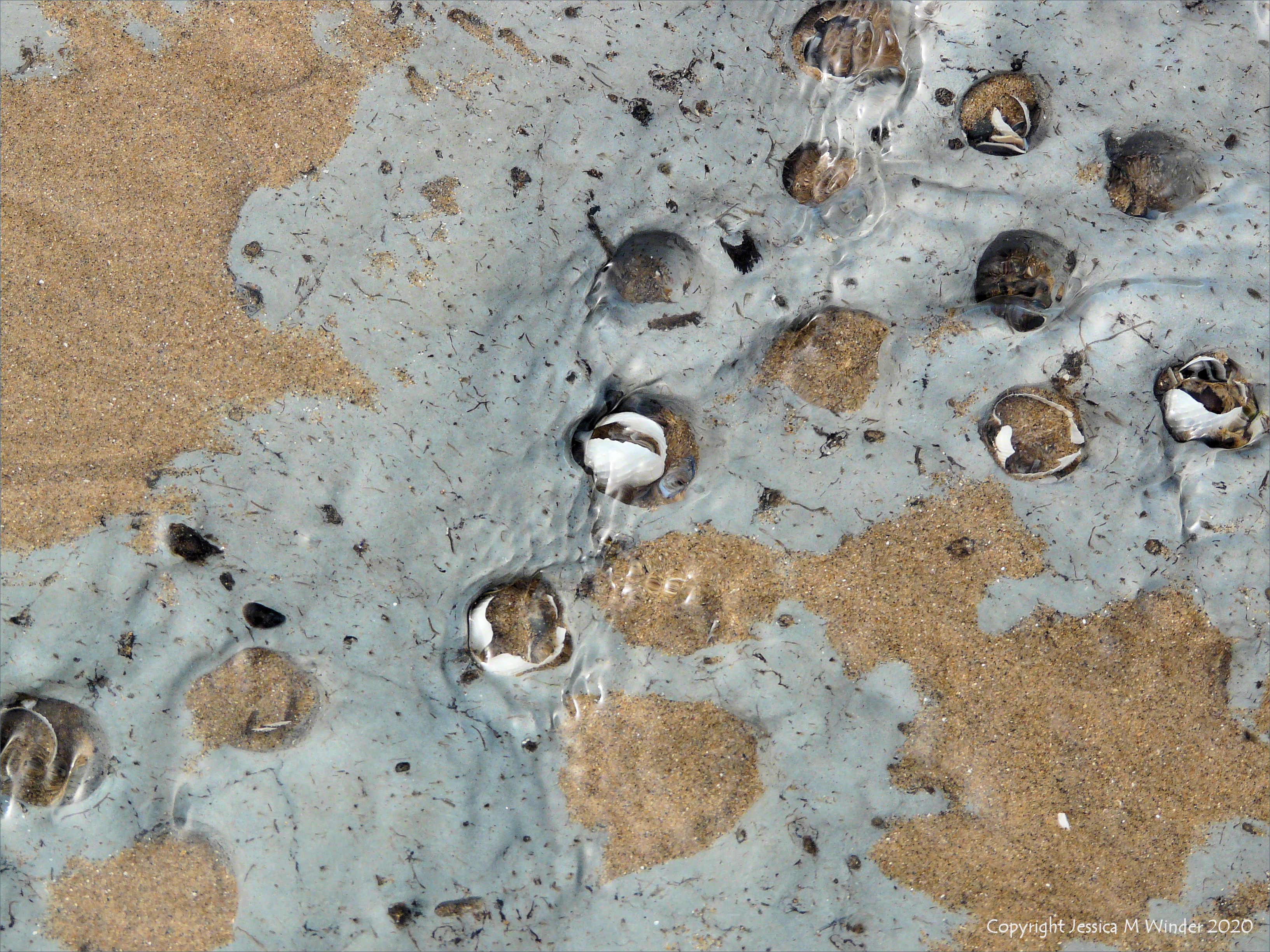 Holes in clay made by seashore creatures