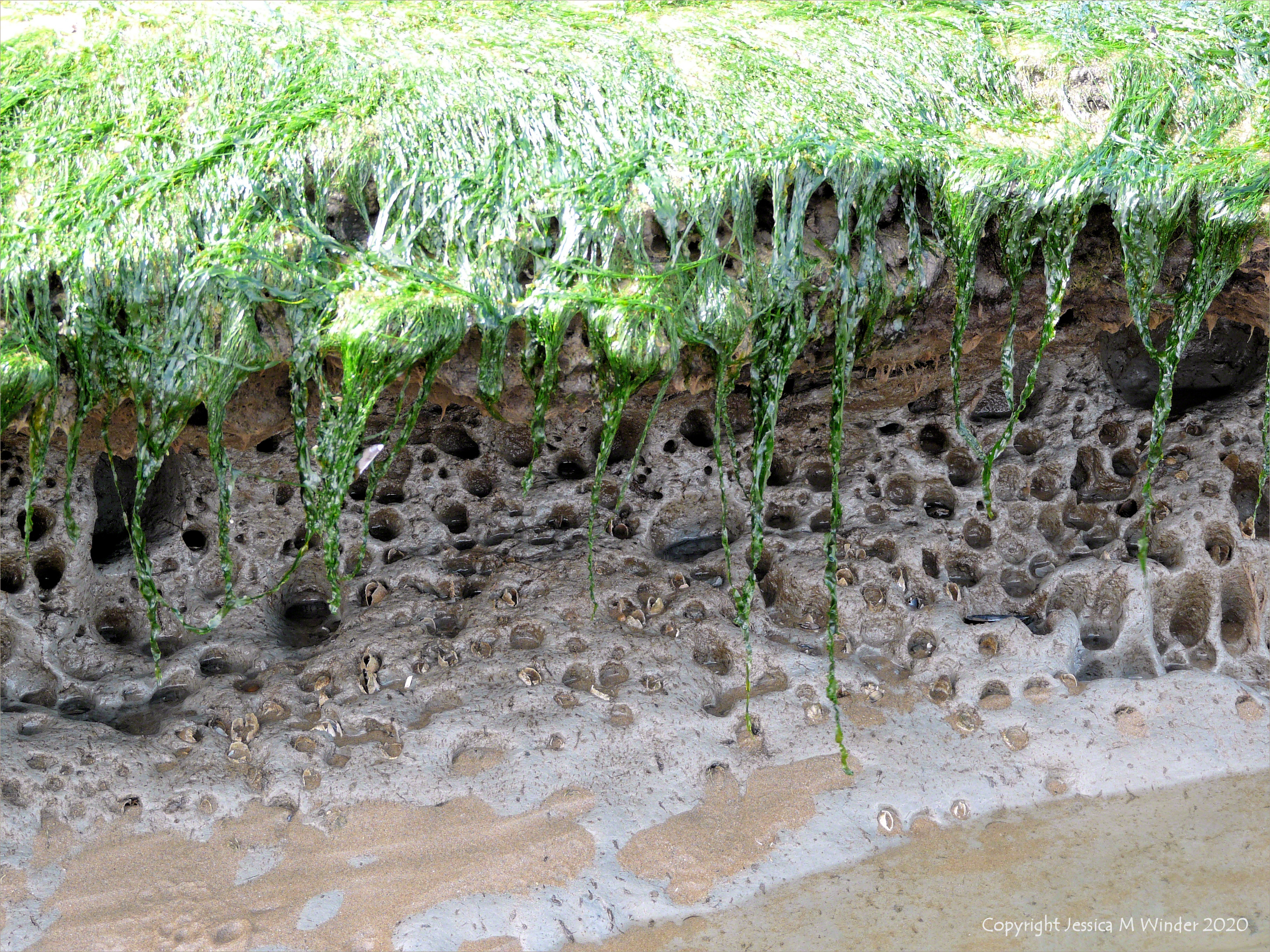 Holes in clay made by seashore creatures