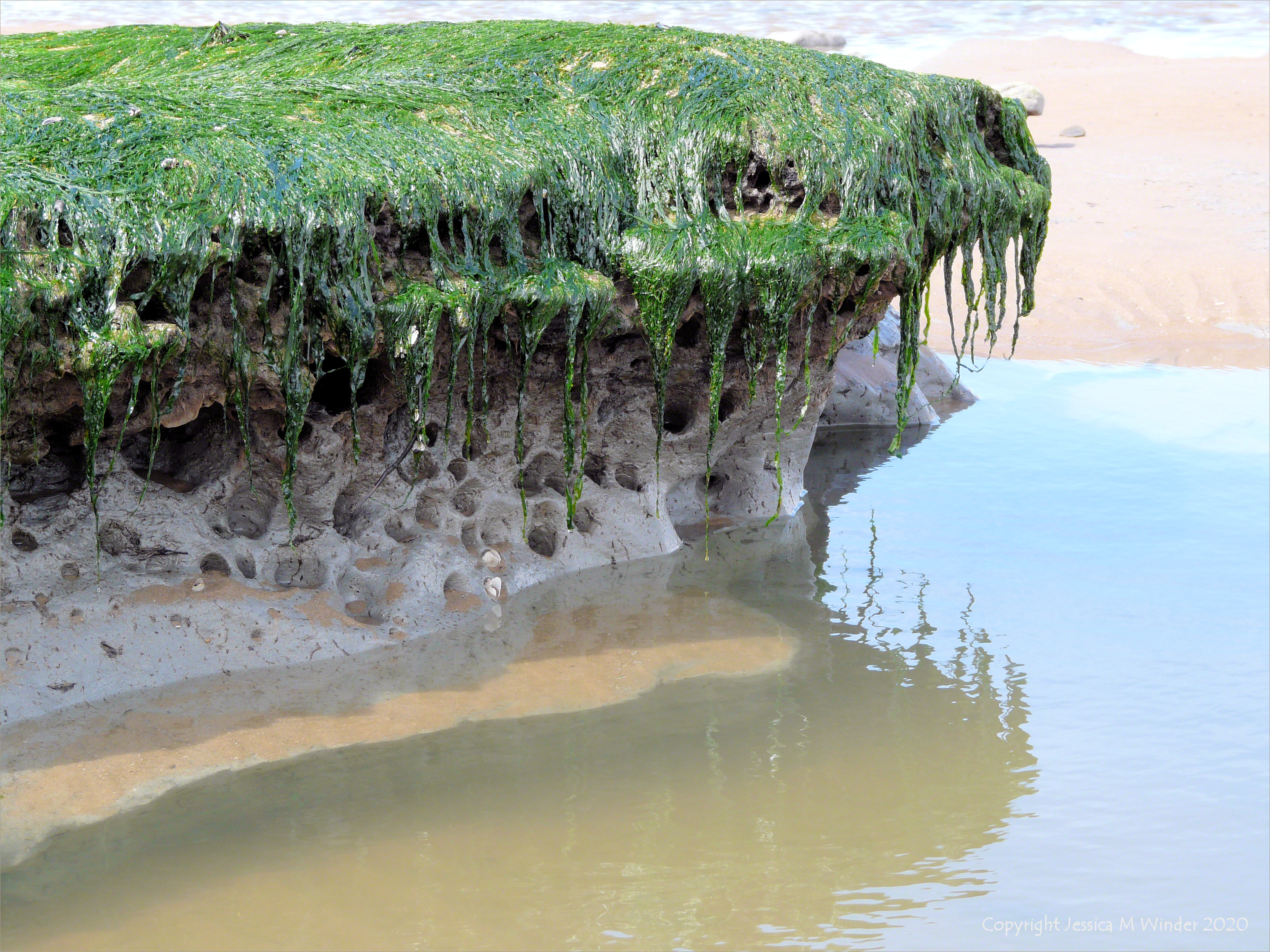 Holes in clay made by seashore creatures