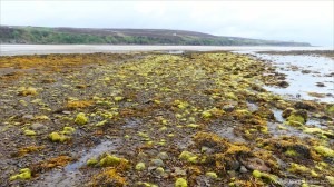 Filamentous algae at Waulkmill Bay