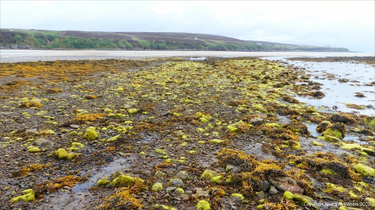 Filamentous algae at Waulkmill Bay
