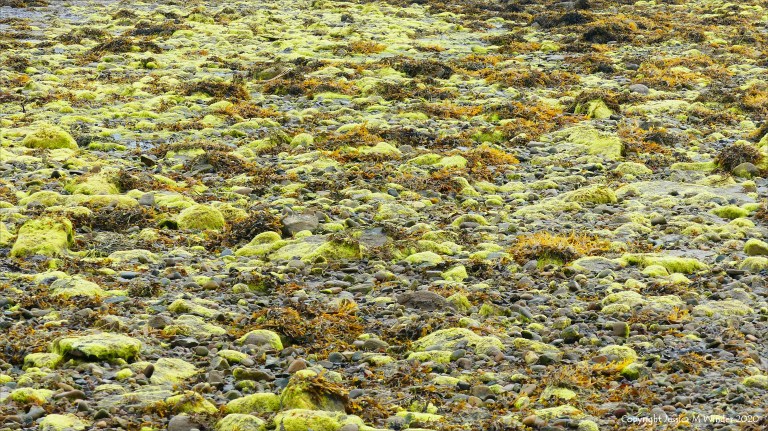 Filamentous algae at Waulkmill Bay