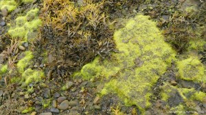 Filamentous algae at Waulkmill Bay