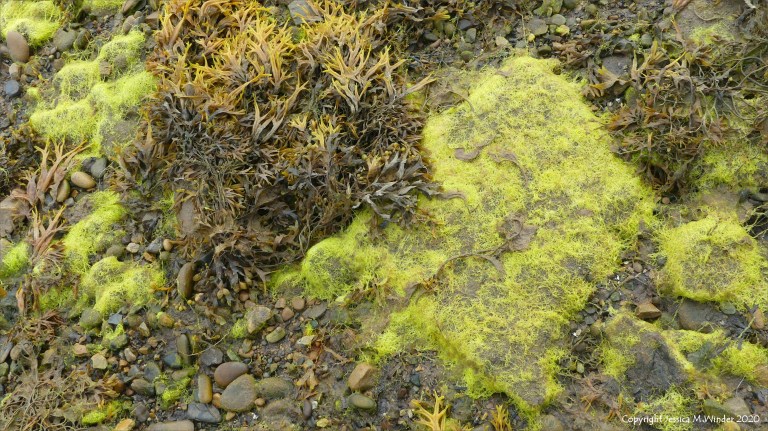 Filamentous algae at Waulkmill Bay