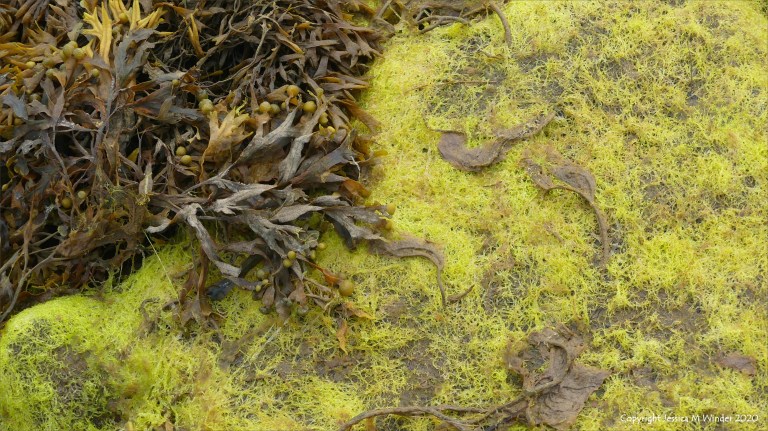 Filamentous algae at Waulkmill Bay