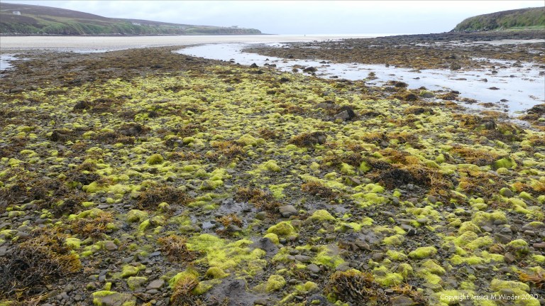 Filamentous algae at Waulkmill Bay