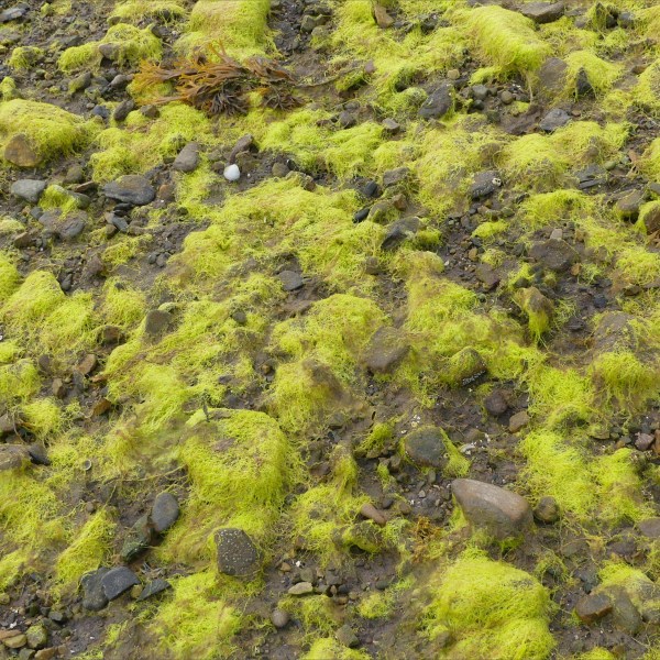 Filamentous algae at Waulkmill Bay