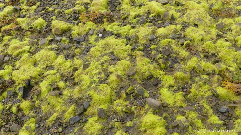 Filamentous algae at Waulkmill Bay