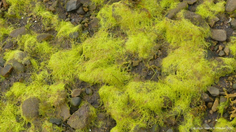 Filamentous algae at Waulkmill Bay