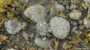 Barnacles growing on beach stones and pebbles