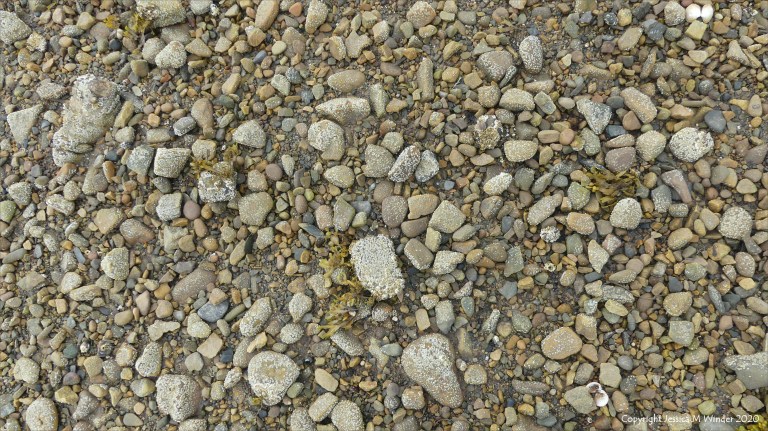 Barnacles growing on beach stones and pebbles