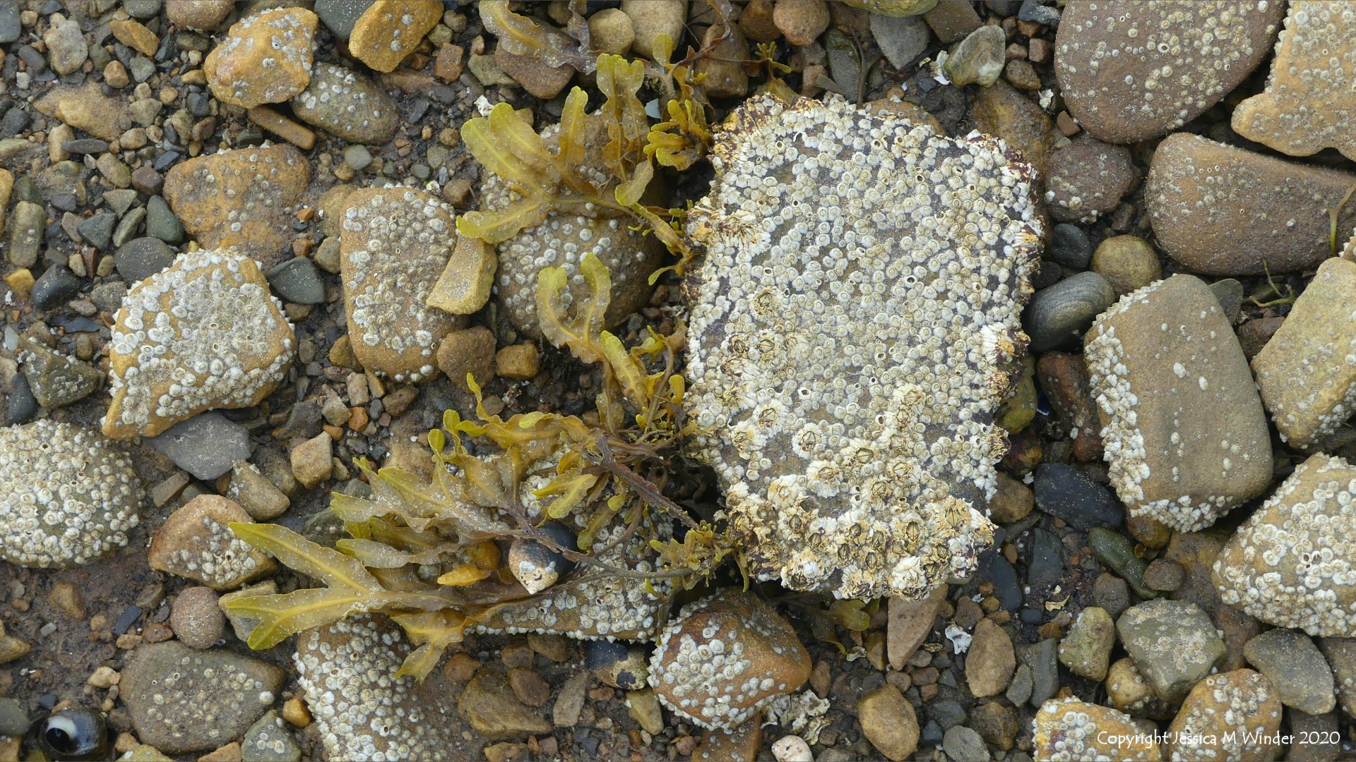 Barnacles growing on beach stones and pebbles