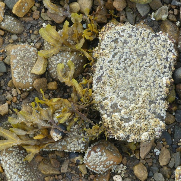 Barnacles growing on beach stones and pebbles