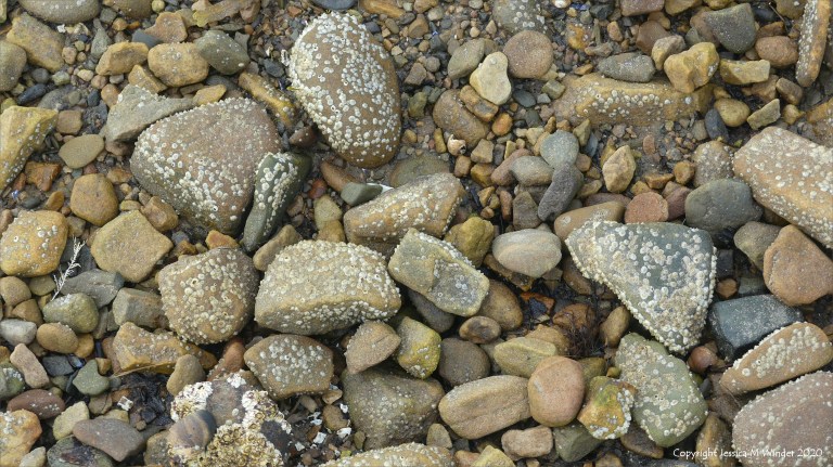 Barnacles growing on beach stones and pebbles