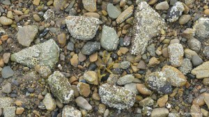 Barnacles growing on beach stones and pebbles