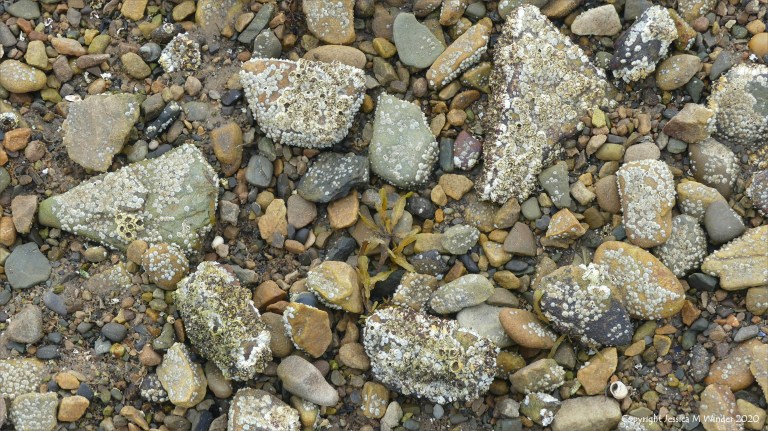 Barnacles growing on beach stones and pebbles