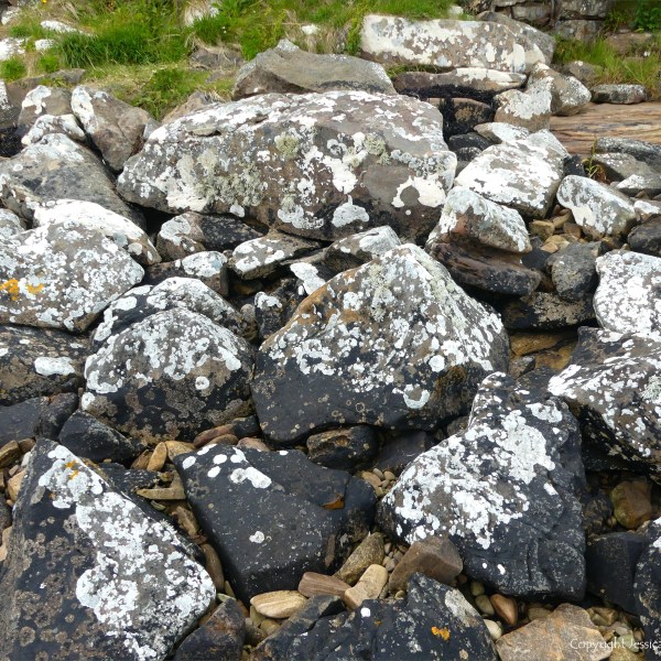Lichen on seashore rocks