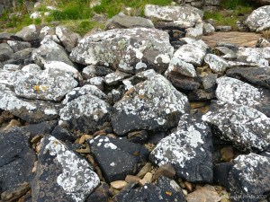 Lichen on seashore rocks