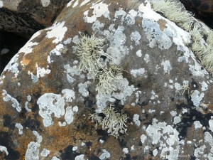 Lichen on seashore rocks